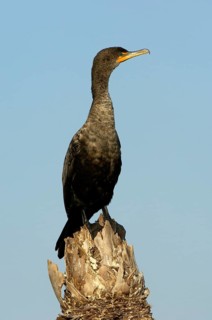 Double-crested Cormorant