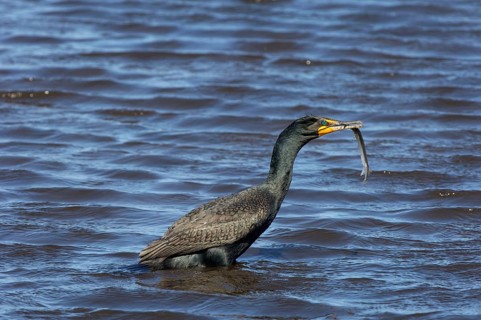 Double-crested Cormorant