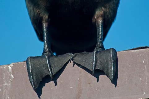 Adult double-crested cormorant