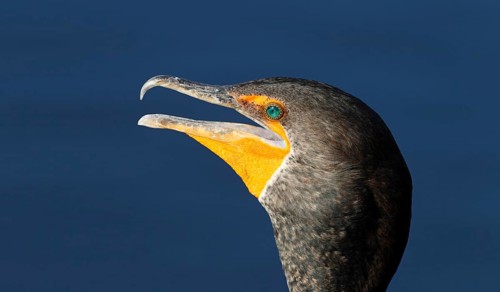 Double-crested cormorant