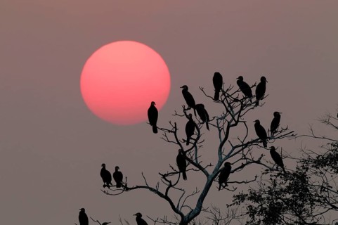 Flock of Great great cormorant