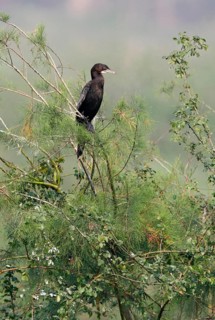 Little Cormorant