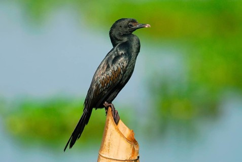 Lesser little cormorant