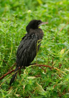 Little Cormorant