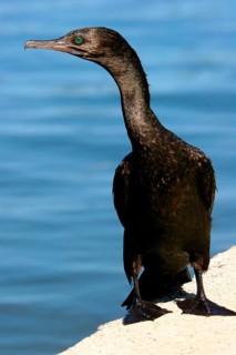 Little Black Cormorant