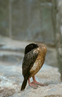 King Shag