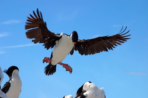 Imperial shag