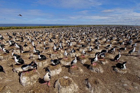 Imperial shag