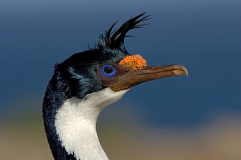 Imperial shag