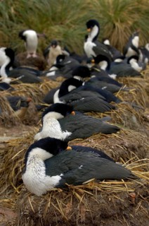 Imperial shag