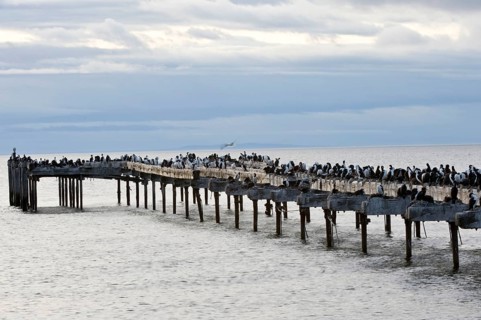 Imperial imperial shag