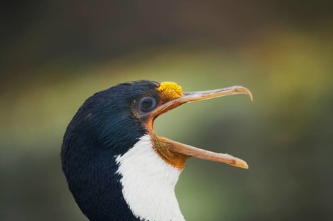 Blue-eyed cormorant