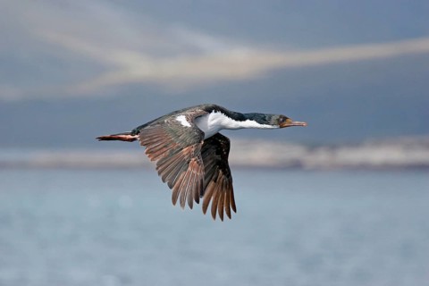 Blue-eyed cormorant