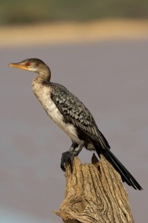 Long-tailed cormorants