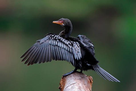 Long-tailed Cormorant