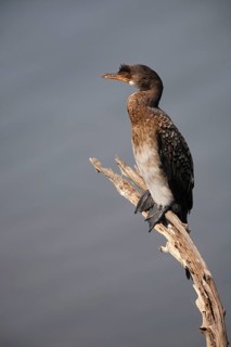 Long-tailed cormorants