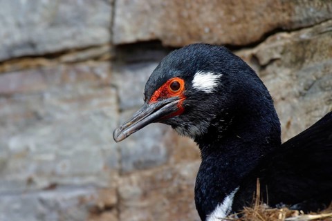 Rock shag
