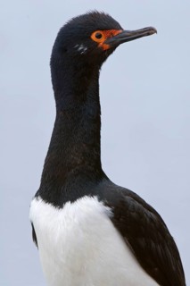 Rock shag