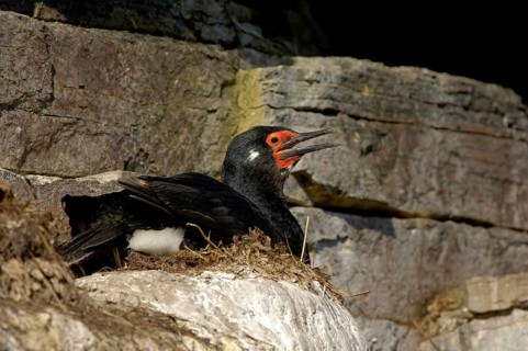 Rock shag