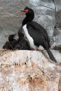 Rock shag