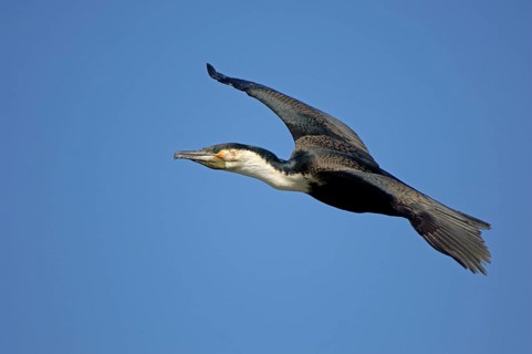 Adult white-breasted cormorant