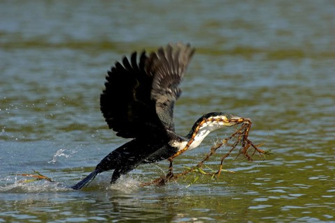 Adult white-breasted cormorant