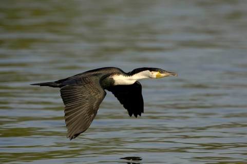 Adult white-breasted cormorant
