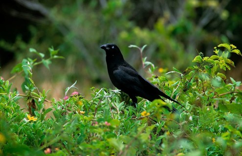 Torresian crow