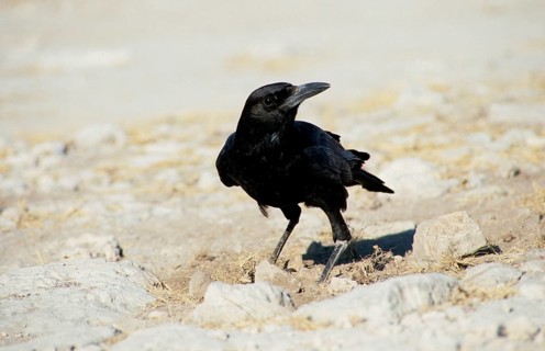 Cape Crow