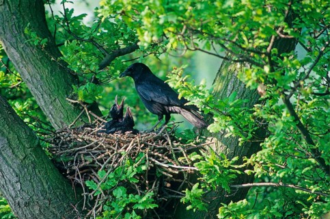 Carrion Crow