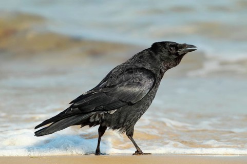 Carrion Crow