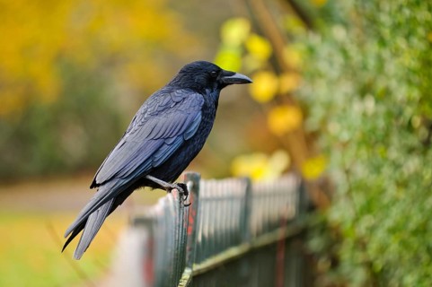 Carrion Crow
