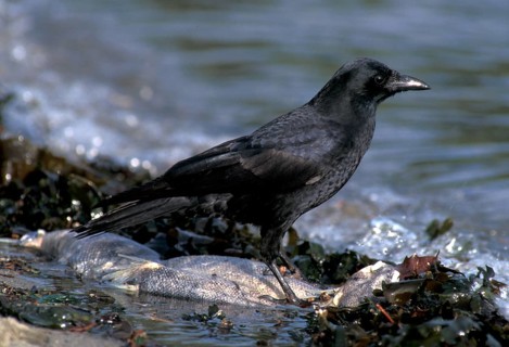 Sun Crow