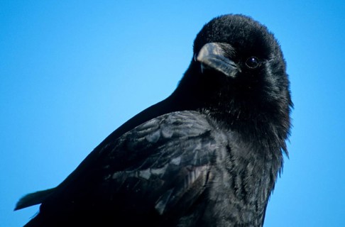 Sun Crow