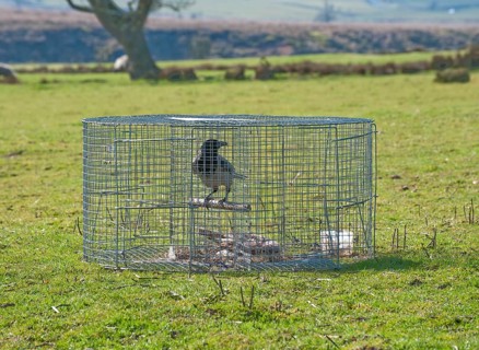 Hooded Crow