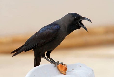 House crow
