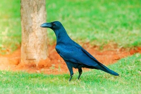 Thick-billed Crow