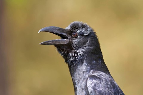 Thick-billed Crow