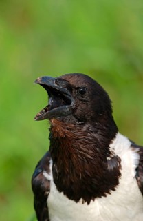 Pied crow