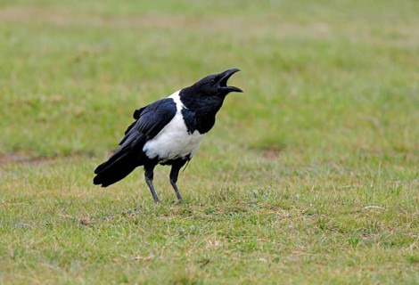 Pied Crow
