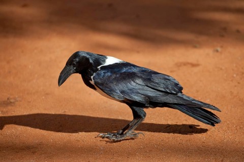 Pied crow