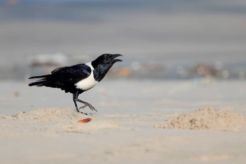Pied Crow