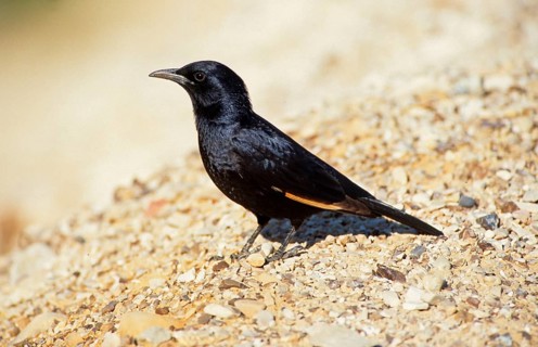 Tristram's starling