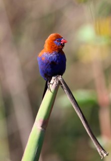 Purple Grenadier