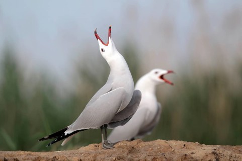 Coral Gull