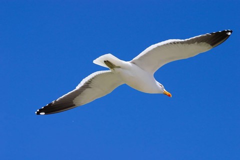 Dominican Gull