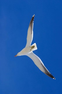 Dominican Gull