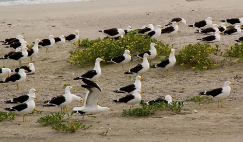 Larus vetula
