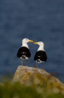 Great black-backed gull