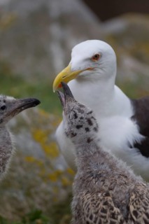 Great Black-backed Gull